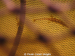 Te cage by Paula Canal Vergés 